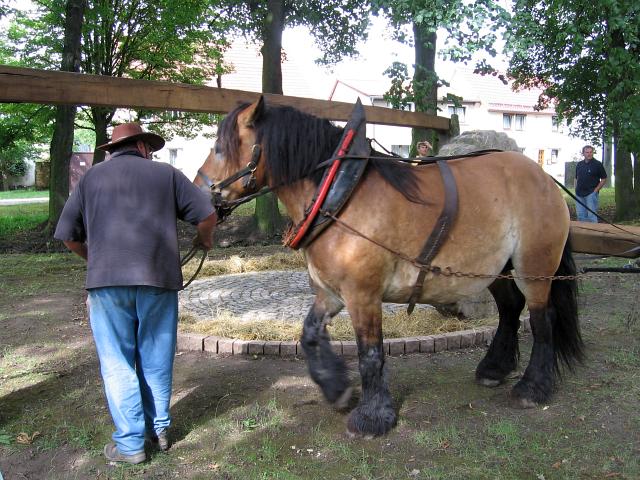 Erstes Drehen der Waidmühle mit Pferd